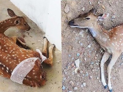 to preserve wild animal