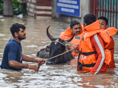 Flood affected animal in Delhi